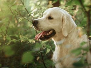 A golden retriever with its mouth open and tongue out sits among green foliage in an outdoor, sunlit setting. | High 5 Plumbing, Heating & Cooling