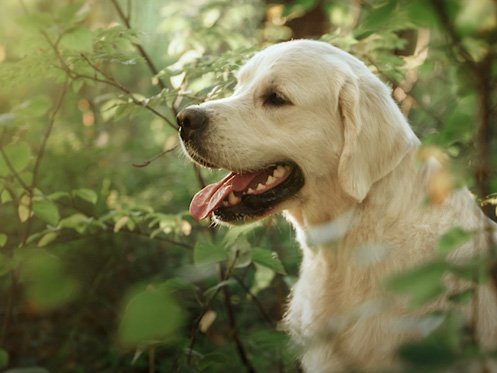 Morris Animal Foundation is the June 2021 High 5 Cares Nonprofit Recipient
